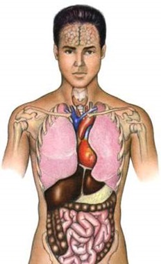 Anatomie Mensch - Die Körpersysteme