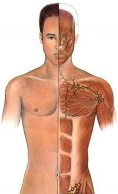 Anatomie Mensch - Die Muskulatur