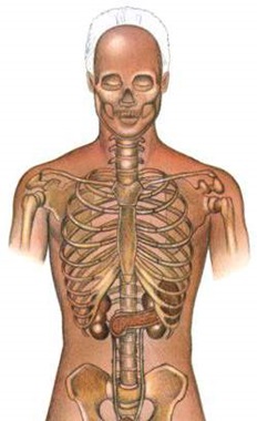Anatomie Mensch - Das Sketlett