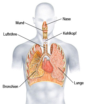 Atemwegssystem - Die Atmung des Menschen