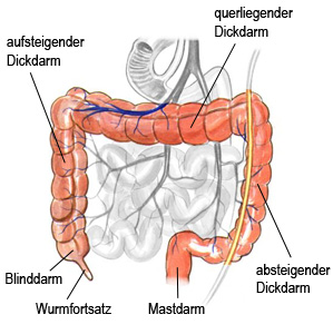 Der Dickdarm