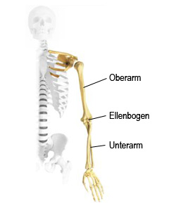Der Ellenbogen