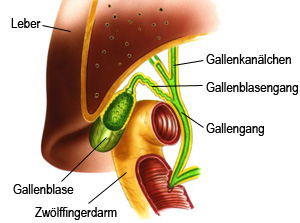Gallenwegsystem des Menschen