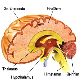 Gehirn des Menschen