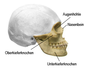 Gesichtsschädel