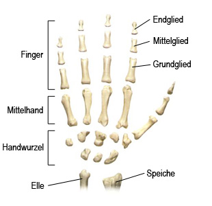 Die Knochen der Hand