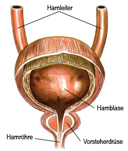 Harnblase