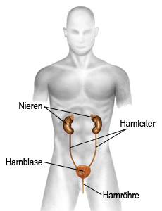 Harnwegsystem