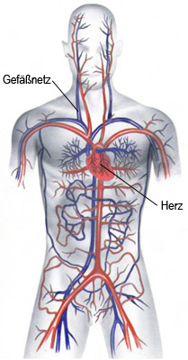 Das Herz- und Kreislaufsystem des Menschen