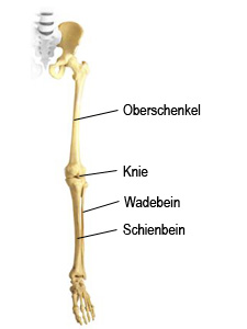 Das Knie