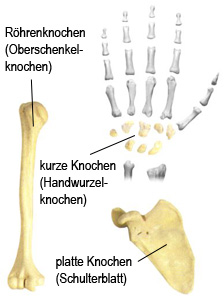 Knochenformen