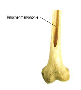 Knochenmark