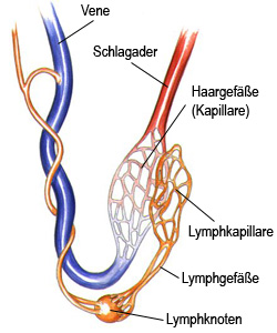 Lymphgefäße und Lymphknoten