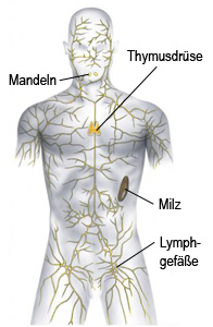 Das lymphatische System