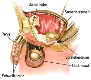 Die Mannlichen Geschlechtsorgane