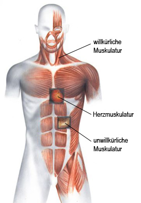 Die Muskulatur Des Menschen