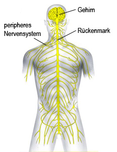 Nervensystem