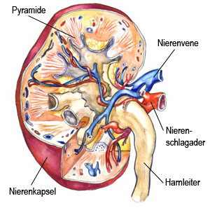 Die Nieren