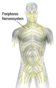 Peripheres Nervensystem