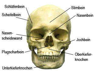 Der menschliche Schädel - frontal gesehen