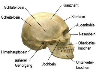 Der menschliche Schädel - seitlich gesehen