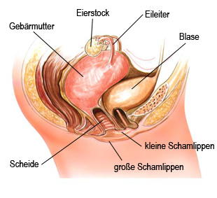 Die Weiblichen Geschlechtsorgane