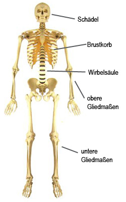 Das Skelett des Menschen