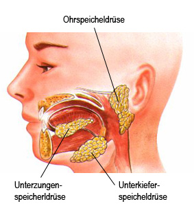 Speicheldrüsen und Speichel