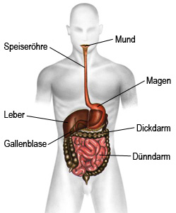 Das Verdauungssystem des Menschen