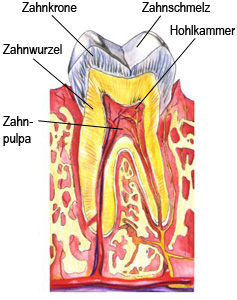 Zahn mit Zahnkrone, Zahnhals und Zahnwurzel
