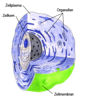 Der Aufbau Der Zellen Der Aufbau Der Zellen