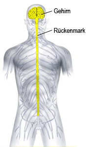 Zentralnervensystem